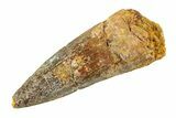 Fossil Spinosaurus Tooth - Real Dinosaur Tooth #354756-1